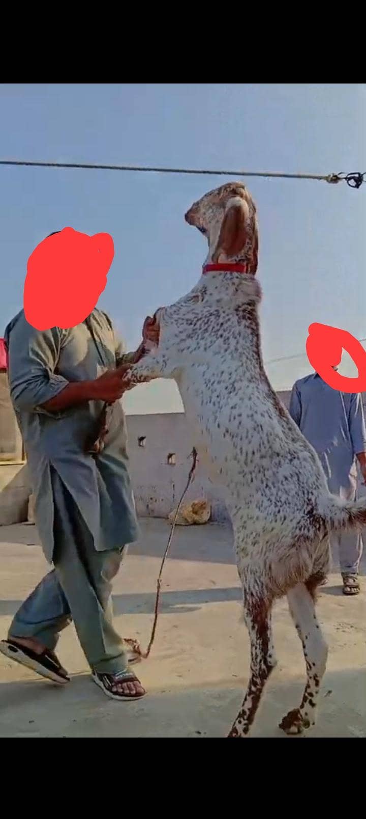 makhi chini bakra breader 2