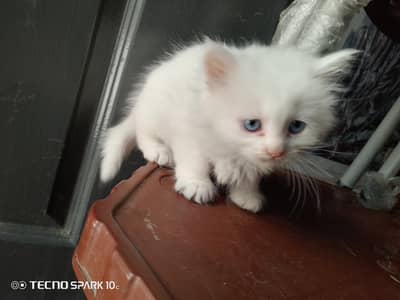 Persian cats sale
