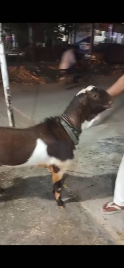 qurbani 2k26 moonda bakra