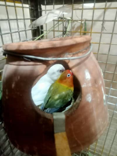 Love birds blue to ino split female