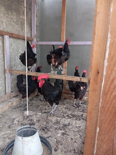 Astorlop hen light susex fartail eggs available