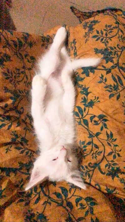 White Fluffy Kitten With Grey Eyes