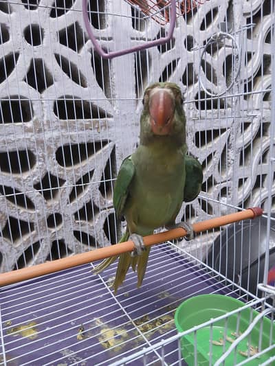 Raw parrot patha 14500 blkl finall hai