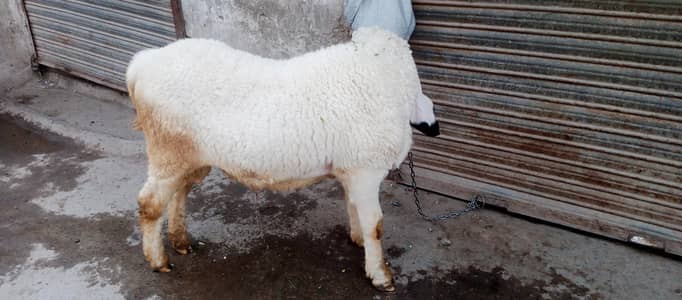 Bakra eid