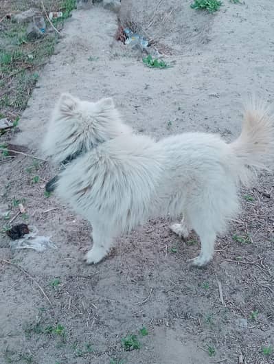 Russian dog