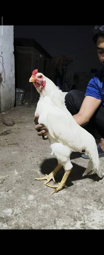 Aseel chicks/aseel heera chicks/chicks/hens