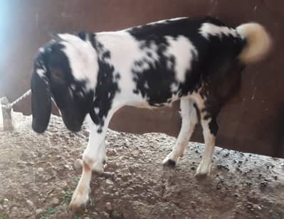 3 goats for sale in very cheap price