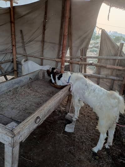 two female and a male goat for qurbani