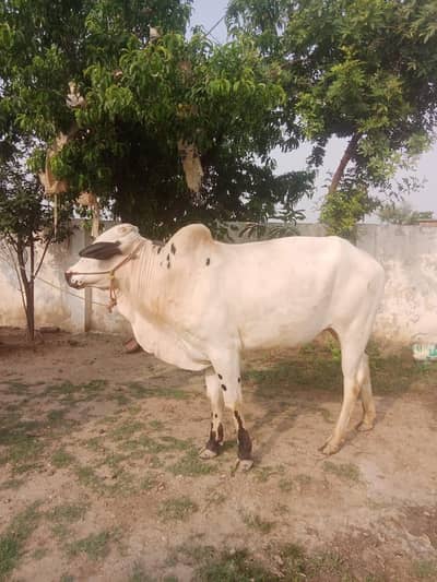 bull for sale