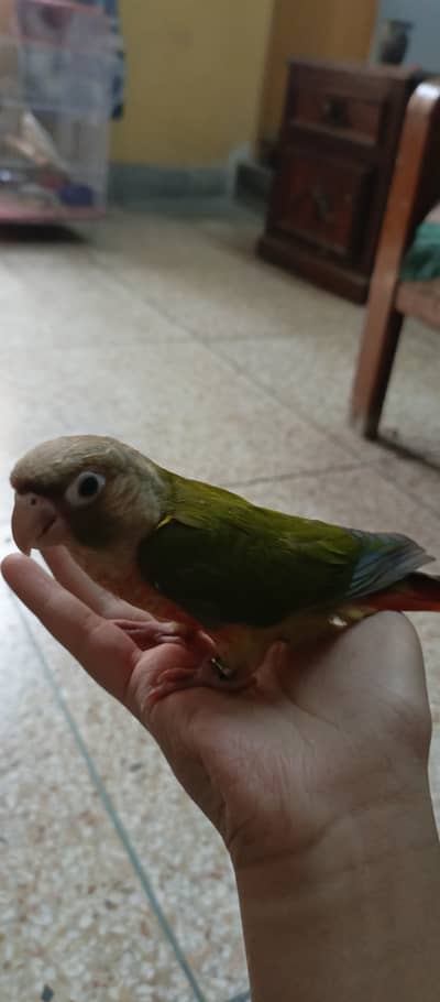 Two Pineapple conures high red factor yellow sided hand tamed