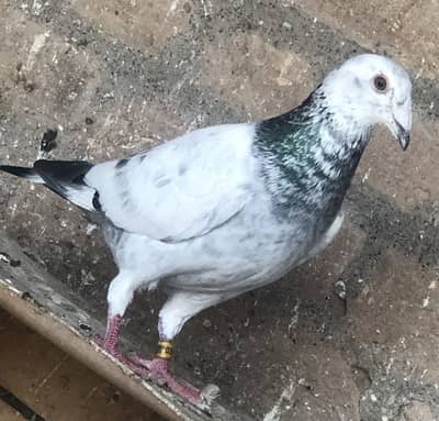 grezal grezzer pigeon