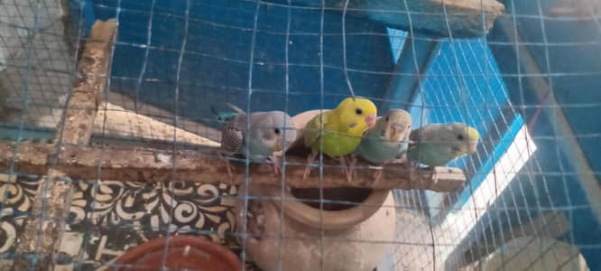 bajri parrots pairs phaty