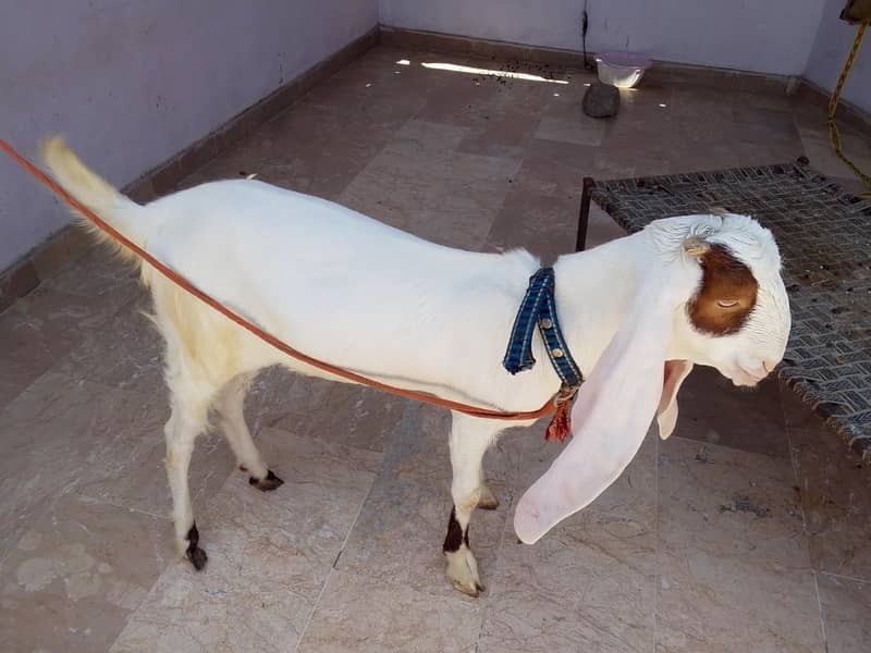 Goats 0
