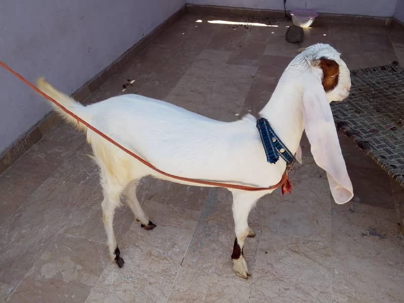 Goats 1