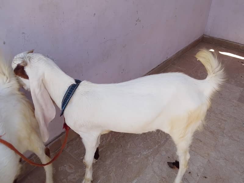 Goats 2