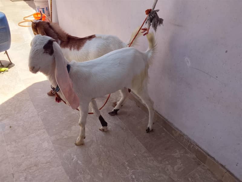 Goats 3