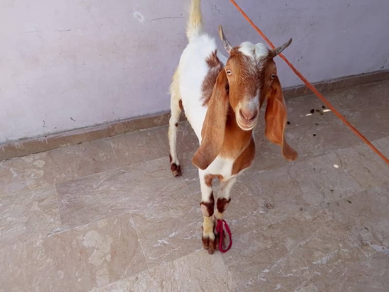 Goats 4
