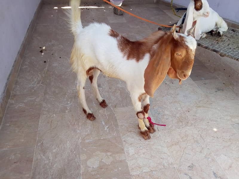 Goats 5