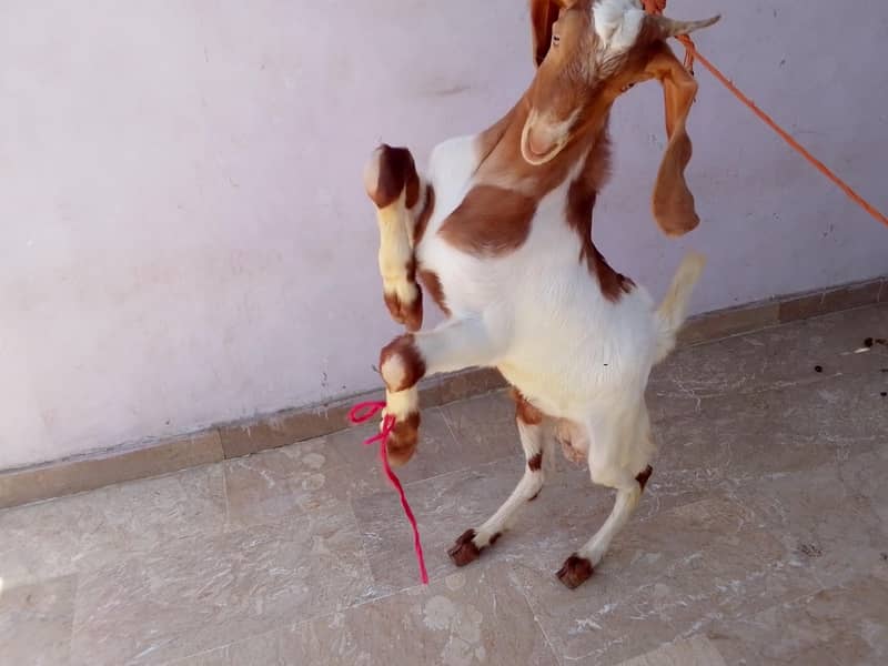 Goats 6