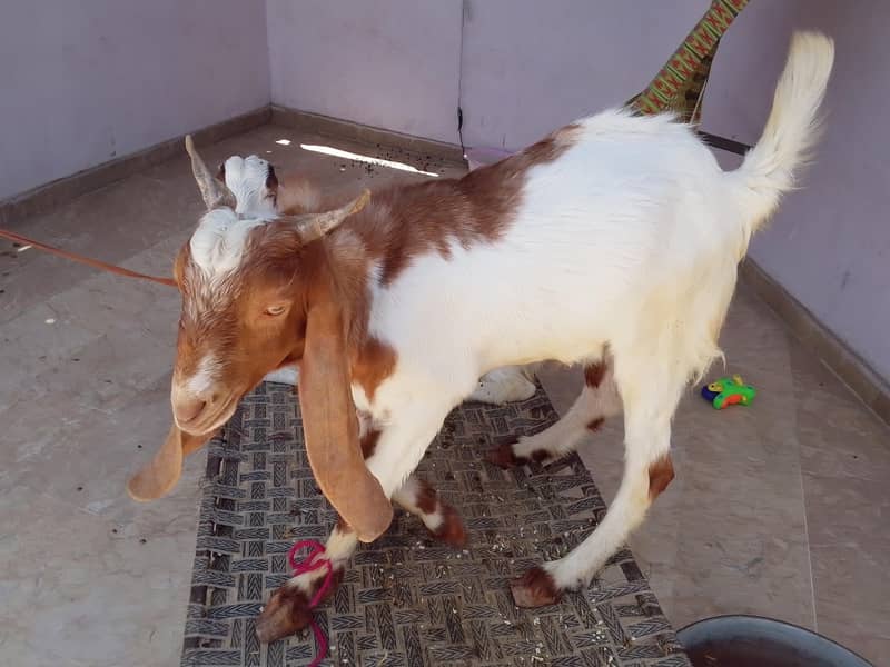 Goats 7