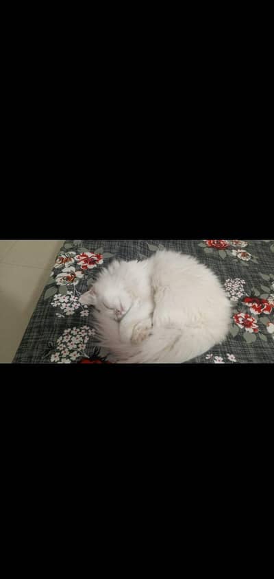 cat for sale