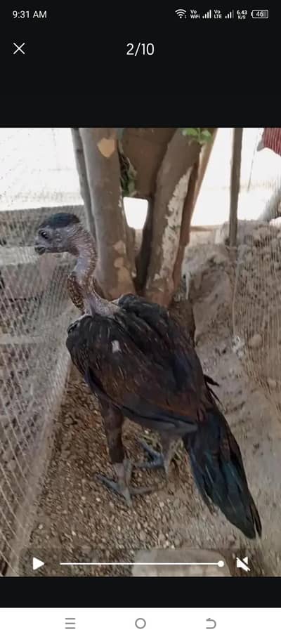 paper white Turkish hint chiks or dragon ganoi female