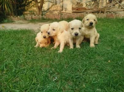 Top quality Labrador puppies for sale