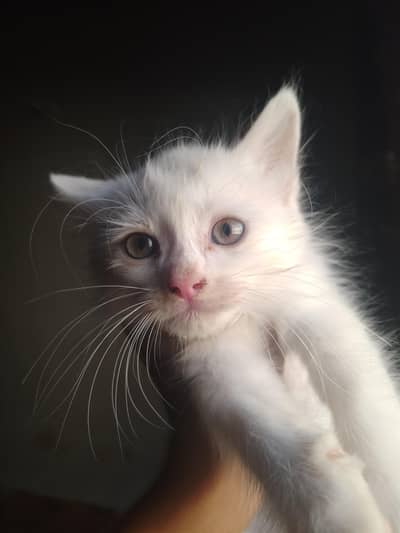 Male kitten