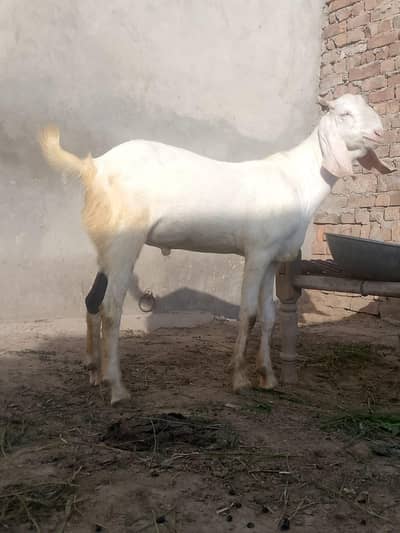 qurbani Kay bakray