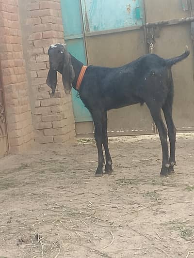 qurbani Kay Desi bakray