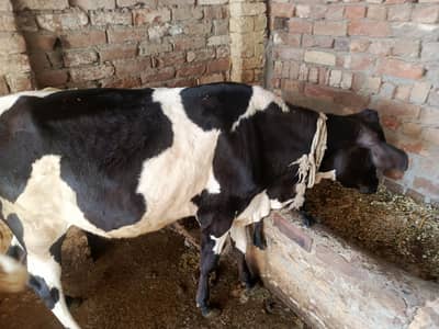 گائیں قربانی کے لیے