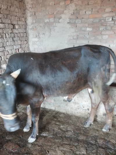 qurbani janwar