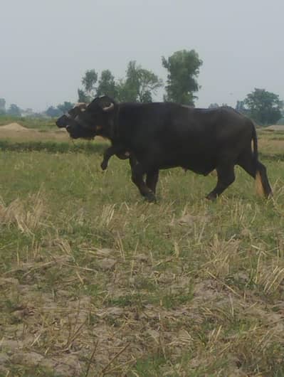 qurbani janwar