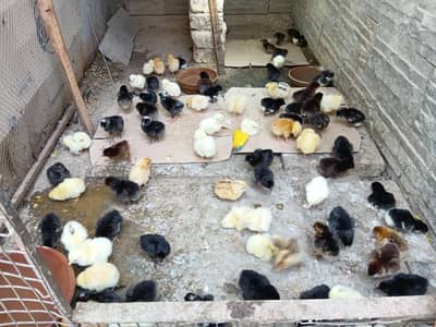 Chicks for sale/Chozay for sale
