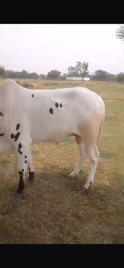 Home kept cows pure desi