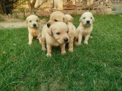 Top quality Labrador puppies for sale