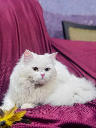 persian cat for sale MywatsapppNumber0348-55-58-176