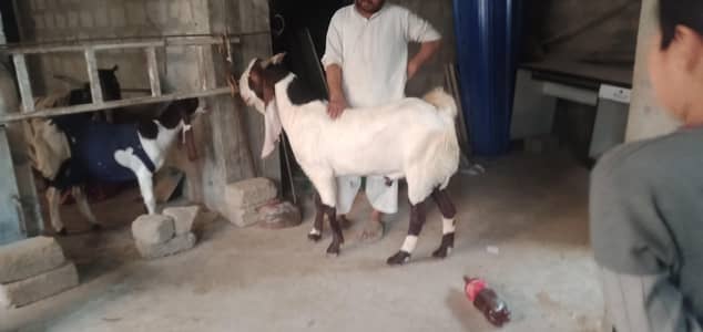 gulabi nasal bakra