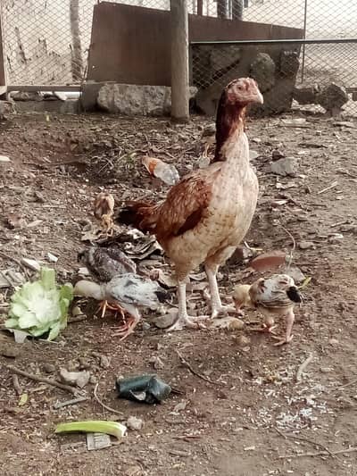Pure aseel murga or murgi