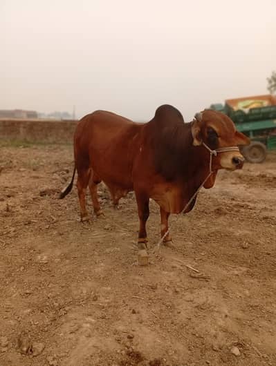 home breed 2 dant bhut hi khubsurat wahra