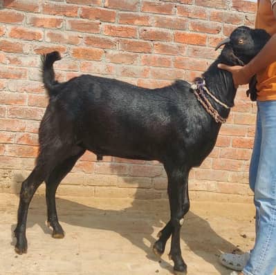 Qubani k bakra
