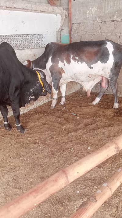 black cholistani ha. bron panjab