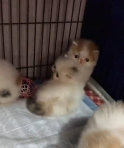 Persian cat triple kot,for sale,my WhatsApp 03493317649