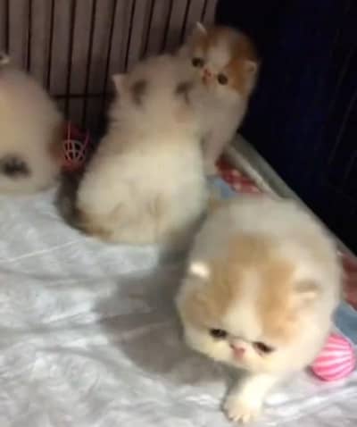 Persian cat triple kot,for sale,my WhatsApp 03493317649