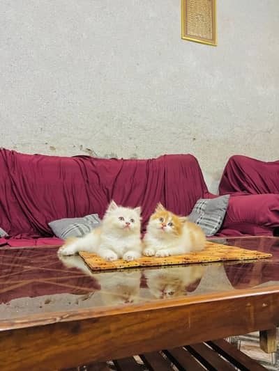 persian cat for sale MywatsapppNumber0348-55-58-176