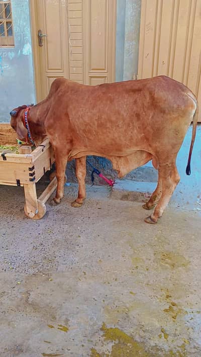 Manasib price ma qurabani k lia Wacha Sahiwal bachra cow bull for sale
