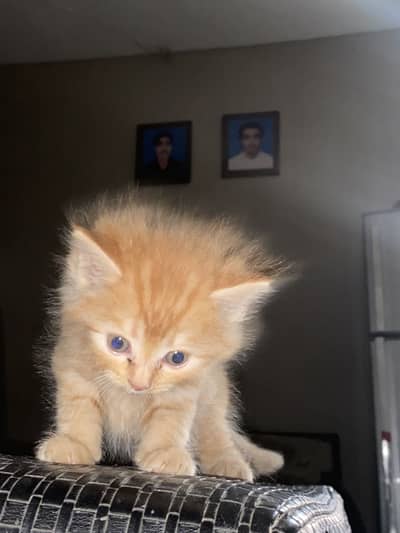 Persian Kitten Triple coat (Punch Face)