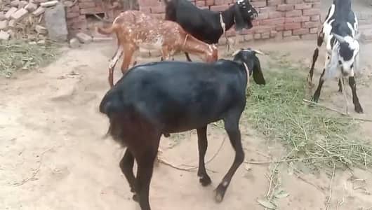 bakra