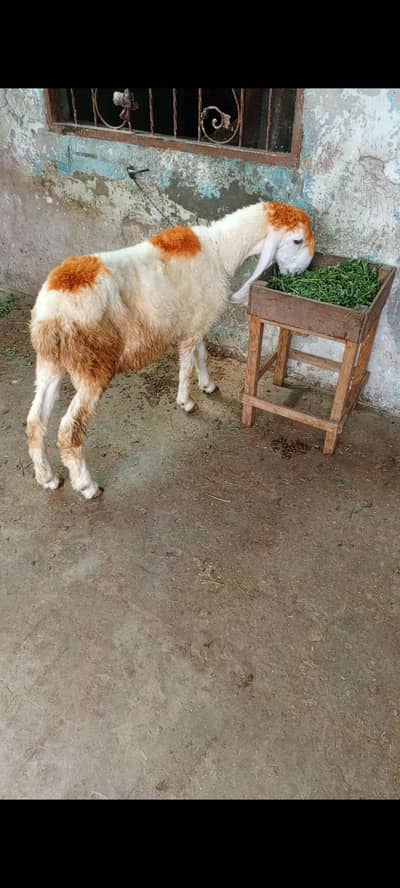 chtra for sale