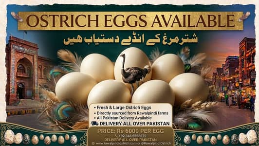 Fresh Ostrich Eggs||Fertile Hatching||Farm Fresh||Premium Ostrich Eggs